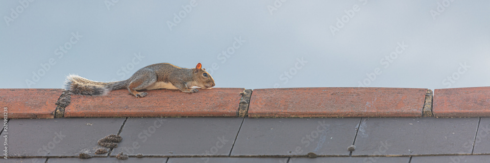 Panoramic view of Grey Squirrel (Sciurus carolinensis) on the Roof of a House During Sunny Weather