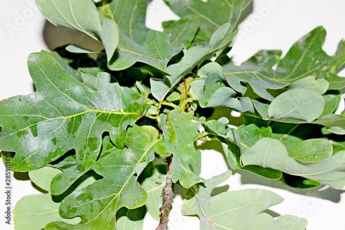 Green oak leaves are located on a white background