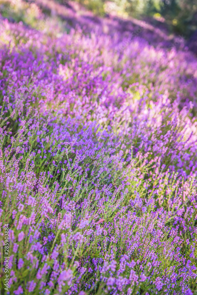 Fototapeta premium Common heather (Calluna vulgaris) blooming in a forest