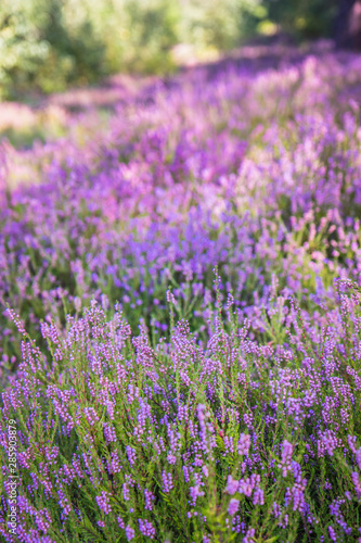 Common heather  Calluna vulgaris  blooming in a forest