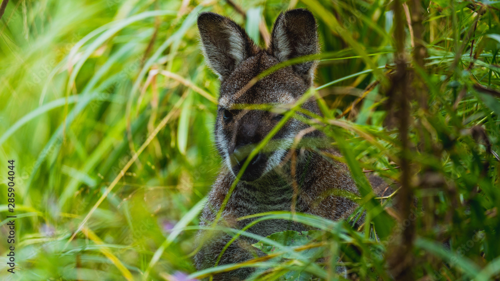 Kangur, młody kangur, kangurek, torbacz
