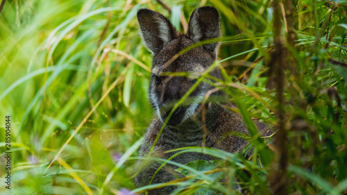 Fototapeta Naklejka Na Ścianę i Meble -  Kangur, młody kangur, kangurek, torbacz