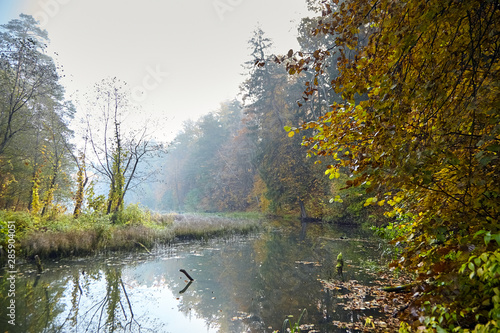 Autumn landscape. Morning foggy forest with yellow foliage, calm swamp river with the reflection of trees in the water. Nature in Belarus © mikeosphoto