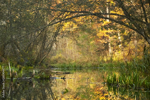 Autumn landscape at sunny day. Morning forest with yellow foliage  calm swamp river. Nature in Belarus