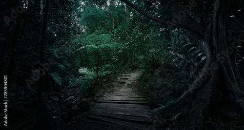 Fototapeta Naklejka Na Ścianę i Meble -  Deep tropical jungle in darkness