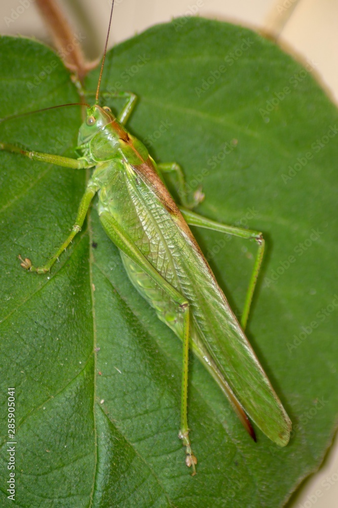 Grashüpfer Grashüpfer