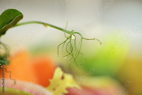 vegetable salad with daikon, cucumber, carrots and spinach. Korean radish, red radish
