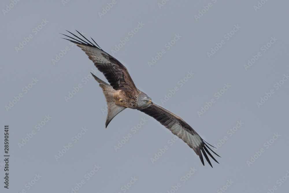 Obraz premium Rotmilan