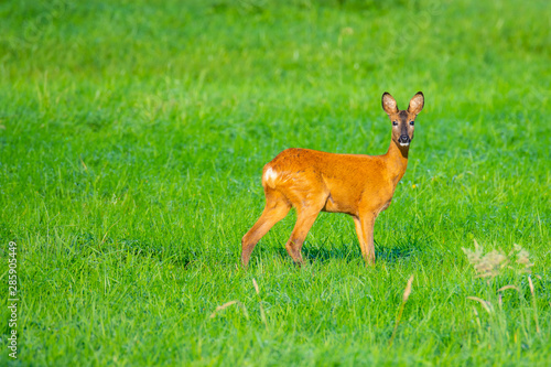 in the morning you  can see deer in the fields