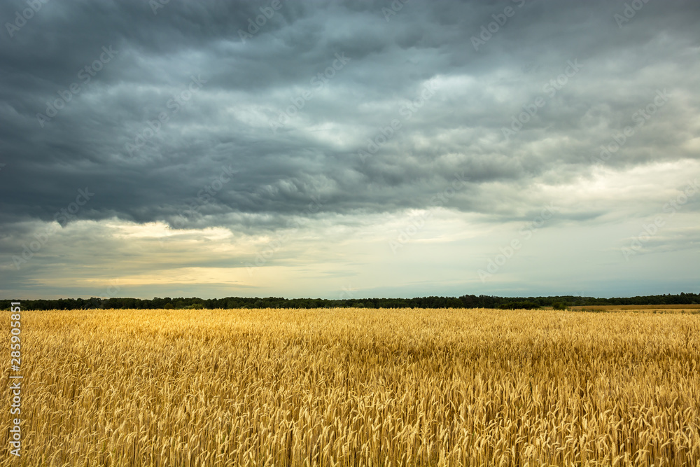 Golden wheat field and gray clouds in the sky