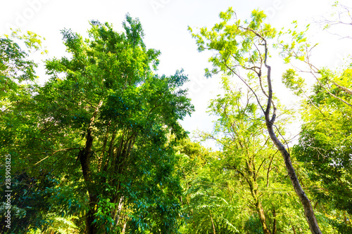 Tropical green forest sunlight with tree background