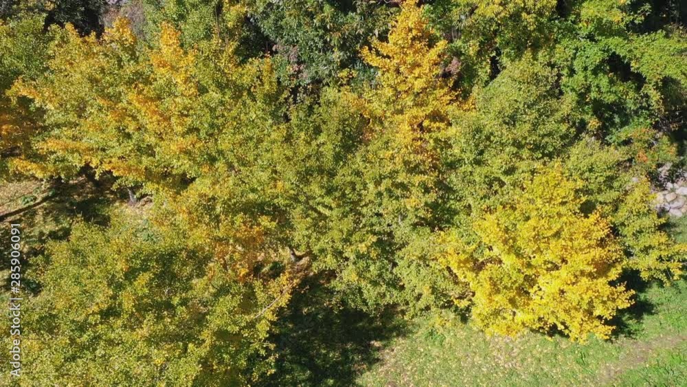 Aerial drone flying over ginkgo forest in early autumn season in Taichung, Taiwan with half green and yellow leaves and sunlight. Nature, travel. 4K. Aerial drone flying over ginkgo forest in early autumn season in Taichung, Taiwan with half green and yellow leaves and sunlight. Nature, travel. 4K.