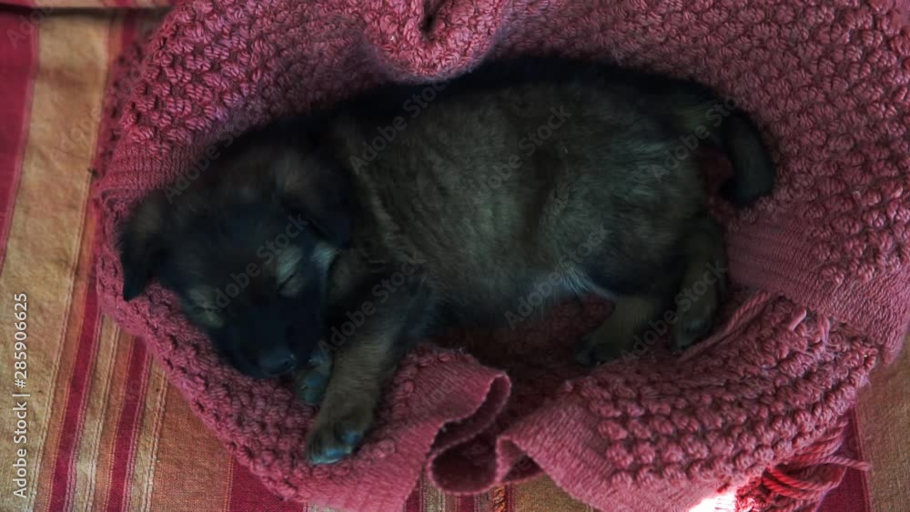 Cute puppy breed Dog sleeping. Little dog. Cute puppy breed Dog sleeping. Little dog.