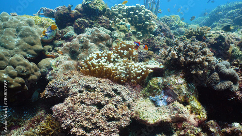 Tropical fishes and coral reef, underwater footage. Seascape under water. Camiguin, Philippines.