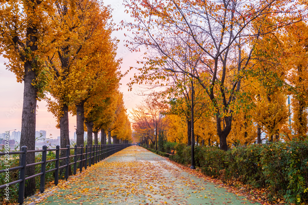 Fototapeta premium Autumn road in Park,Seoul Korea.