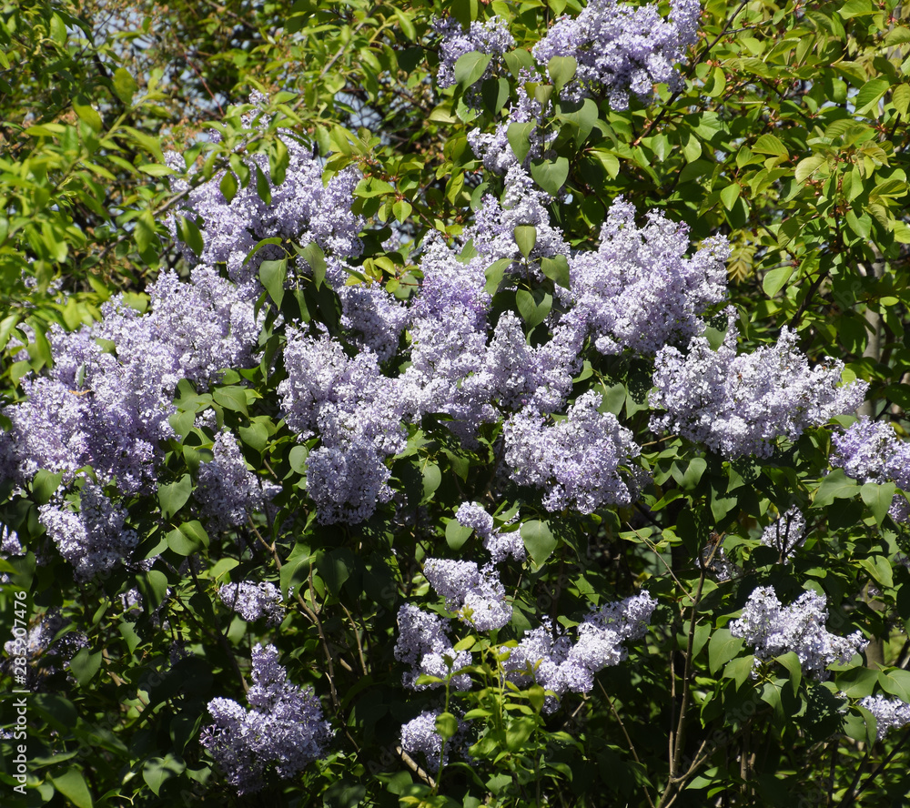 Fototapeta premium Flowers blooming lilac. Beautiful purple lilac flowers outdoors.