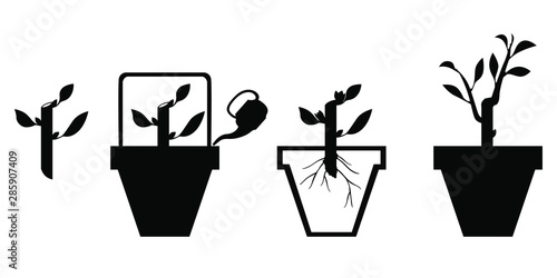 Vector illustrations of Scheme rooting cuttings