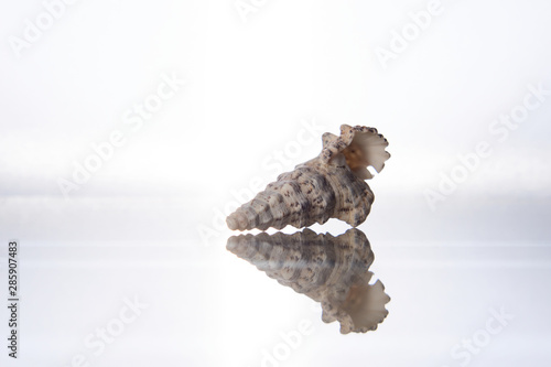 Seashell and reflection in glass on a white background photo