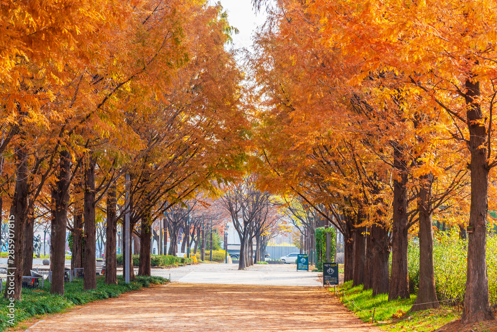 Naklejka premium Autumn road in Park,Seoul Korea.