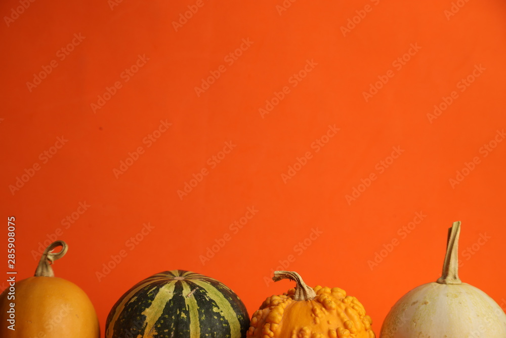 Pumpkins on an orange background. Autumn harvest