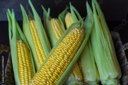 Corn. Ears of ripe sweet corn in leaves on a dark wooden background.