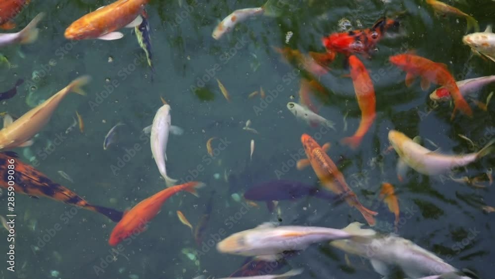 Colorful Koi fish in a pond Colorful Koi fish in a pond