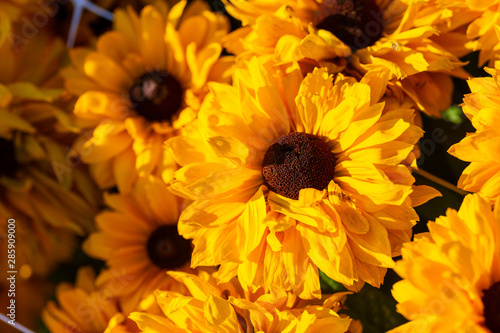 many bright flowers heads  with green background