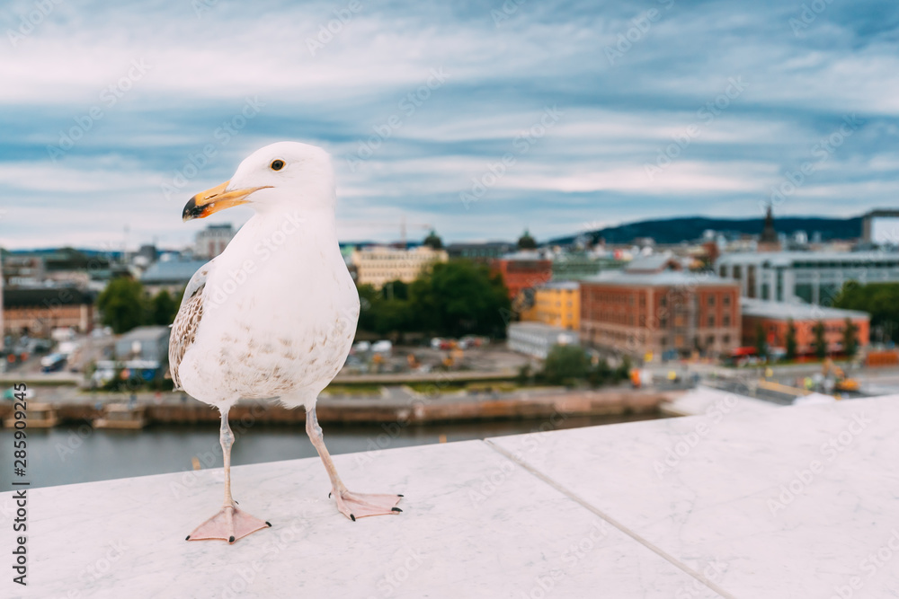 Oslo, Norway. White Hat Beckoning Seagull On Viewing Platform On Background Oslo Cityscape Skyline
