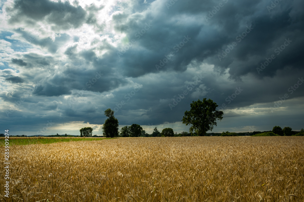 Fototapeta premium Rye field, trees on the horizon and dark clouds
