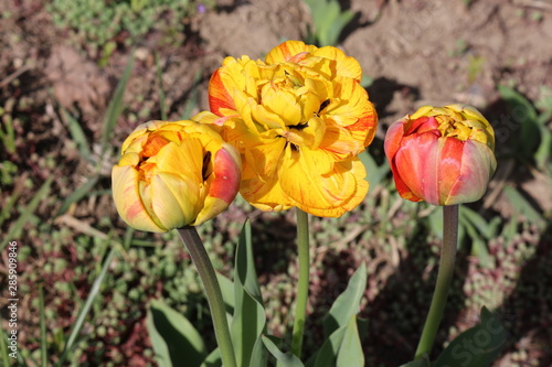  Colorful tulips bloom in the spring garden