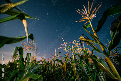 Photo Bottom View Of Night Starry Sky From Green Maize Corn Field Plantation In Summer Agricultural Season