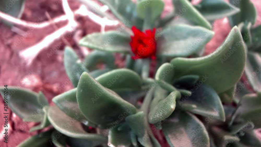 Red flower with thick green leaves Red flower with thick green leaves