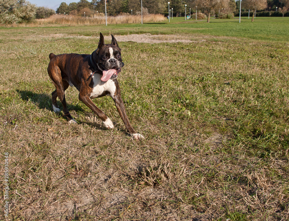 Boxer running in a grass field. Dog walking and playing in park. Happy pet in the wild Boxer running in a grass field. Dog walking and playing in park. Happy pet in the wild