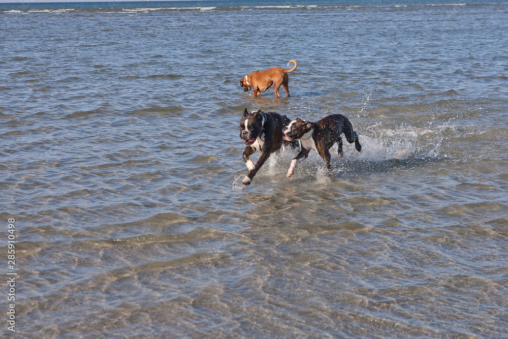 Boxer running in water. Dog walking and playing in the sea. Happy pet in the wild Boxer running in water. Dog walking and playing in the sea. Happy pet in the wild