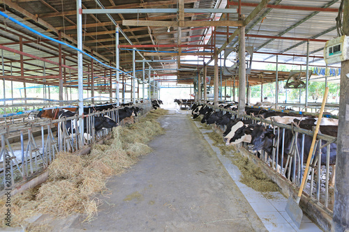 Cows eating hay in cowshed Thailand farm. Dairy cows to production milk.