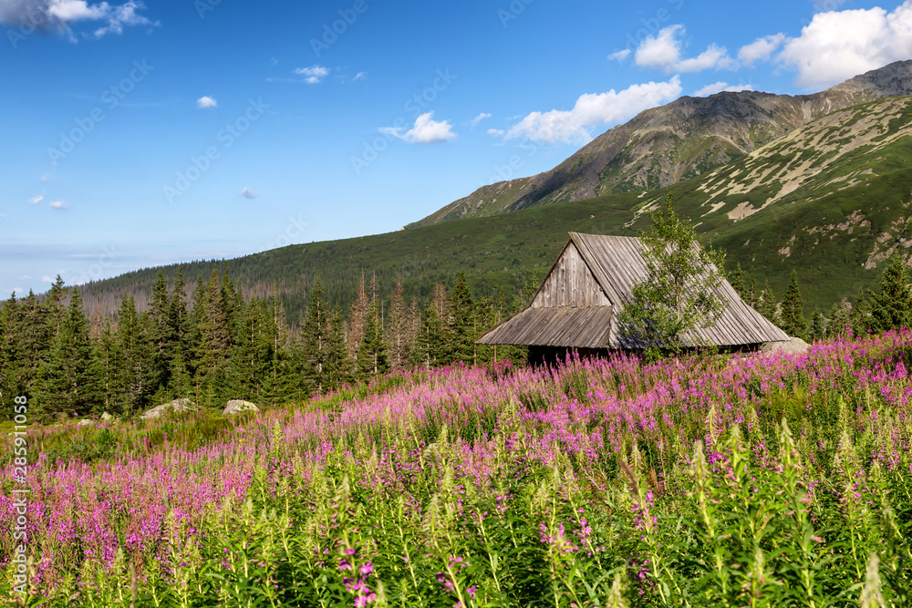 View of the Tatras mountains and colorful flowers in Gasienicowa valley. View of the Tatras mountains and colorful flowers in Gasienicowa valley.