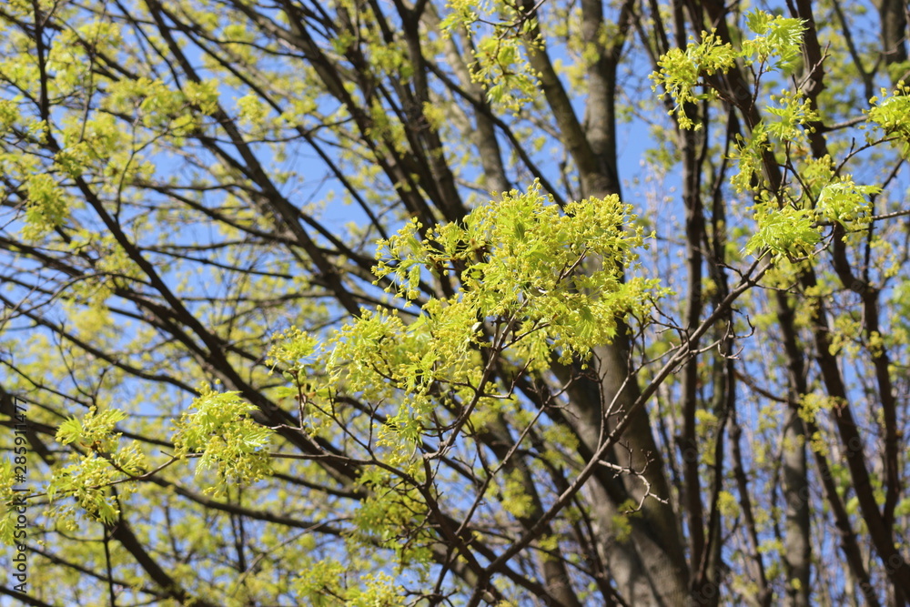 Obraz premium A tree bloomed with yellow flowers in spring