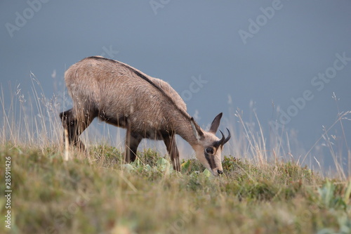 Chamois (Rupicapra rupicapra)  Vosges Mountains, France photo