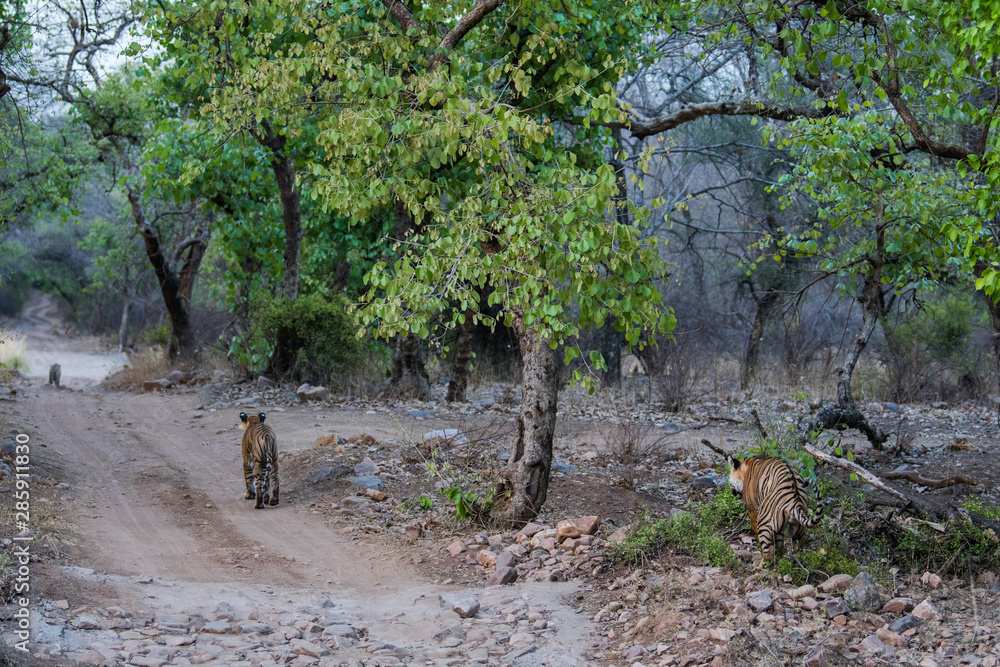 Three bengal tigers on an evening stroll on a jungle track in a pattern. A conceptual and behavioral image of sub adult tigers or sibling showing their bonding, togetherness and love at ranthambore. Three bengal tigers on an evening stroll on a jungle track in a pattern. A conceptual and behavioral image of sub adult tigers or sibling showing their bonding, togetherness and love at ranthambore.