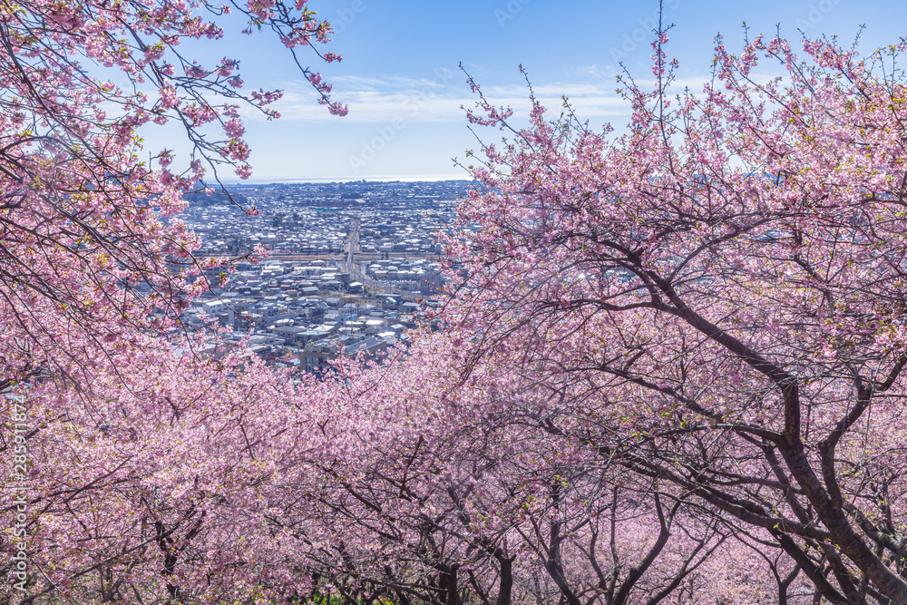 さくら咲く松田山