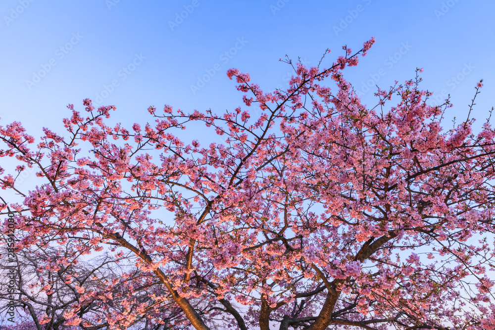 桜　夕景