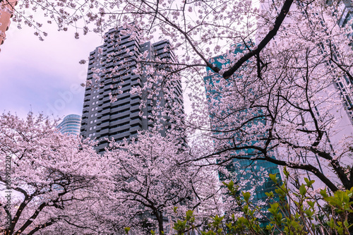 桜とビル群　東京