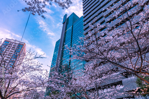 桜とビル群　東京