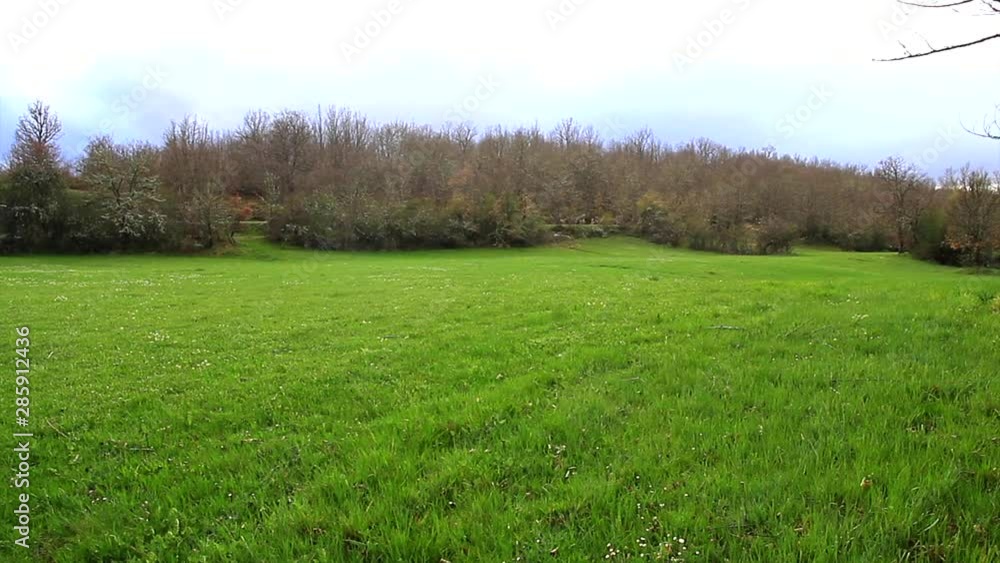 Green meadow in spring, surrounded by trees and shrubs, stormy and cloudy sky Green meadow in spring, surrounded by trees and shrubs, stormy and cloudy sky