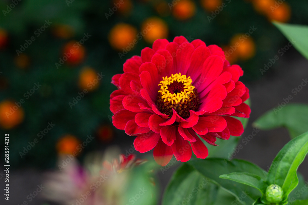 Obraz premium red flower