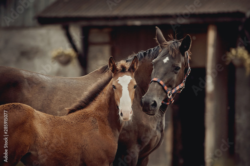 Foto Portrait of a red foal and a brown mare with a white star on his forehead