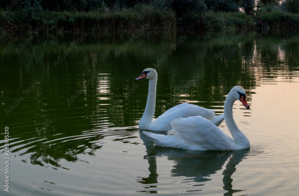 Evening swan on the lake. White swan on the lake. Evening swan on the lake. White swan on the lake.