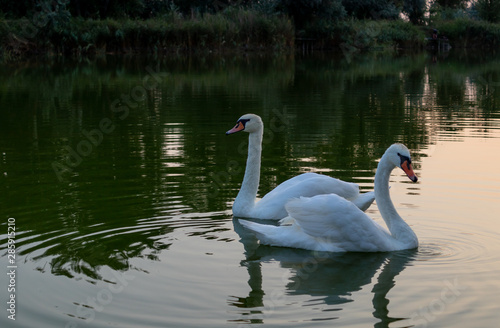 Evening swan on the lake. White swan on the lake.