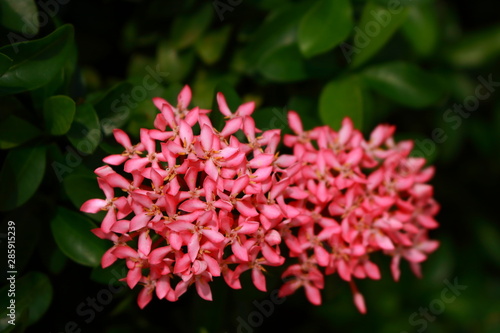 Pink beauty in nature  selective focus