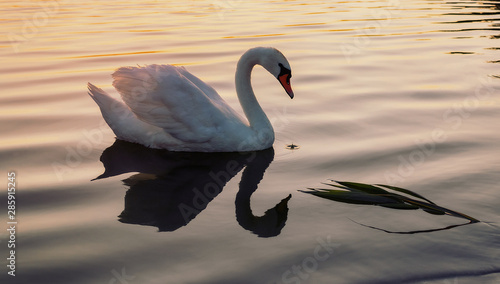 Evening swan on the lake. White swan on the lake.